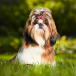 Shih tzu Långklippt