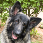 Shiloh shepherd dog