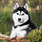 Siberian husky