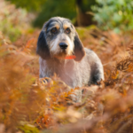 Spinone italiano