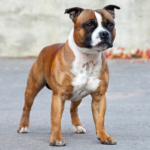 Staffordshire bullterrier