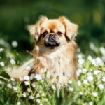 Tibetansk spaniel