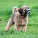 Tibetansk terrier Kortklippt