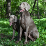 Weimaraner Korthårig