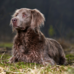 Weimaraner Långhårig