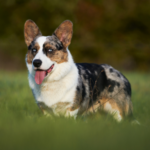 Welsh corgi cardigan