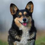 Welsh corgi pembroke