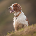 Welsh springer spaniel