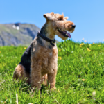 Welshterrier