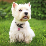 West highland white terrier