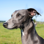 Whippet