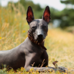 Xoloitzcuintle