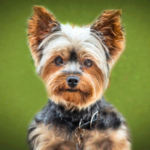 Yorkshire terrier Kortklippt