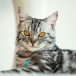 American shorthair