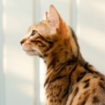 Bengal