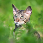 Cornish rex