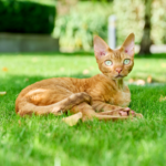 Devon rex