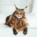 Maine coon