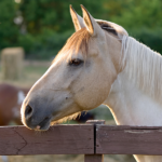 American paint horse