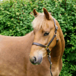 New forest ponny