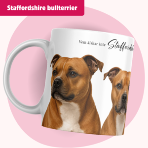 Staffordshire bullterrier Mugg - Vem älskar inte... | Brun/vit